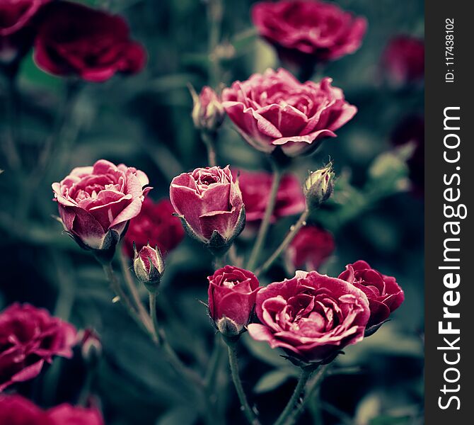 Blooming rose bushes close up in the garden. Summer natural background