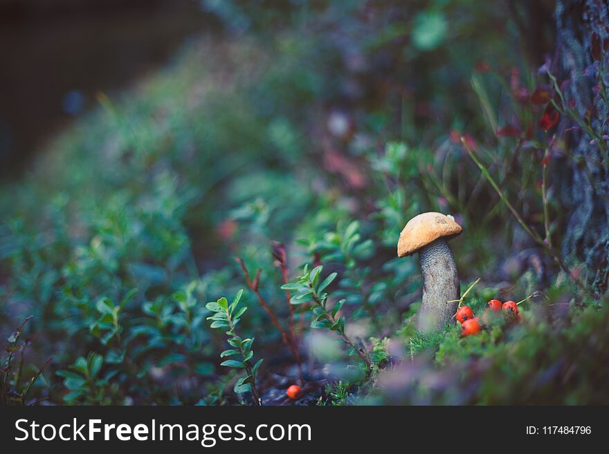 Closeup picture of Leccinum aurantiacum with orange cap growing in wild forest in Latvia. Edible mushroom growing in nature. Botanical photography. Closeup picture of Leccinum aurantiacum with orange cap growing in wild forest in Latvia. Edible mushroom growing in nature. Botanical photography.