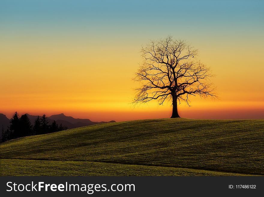 Leafless Tree On Grass Field