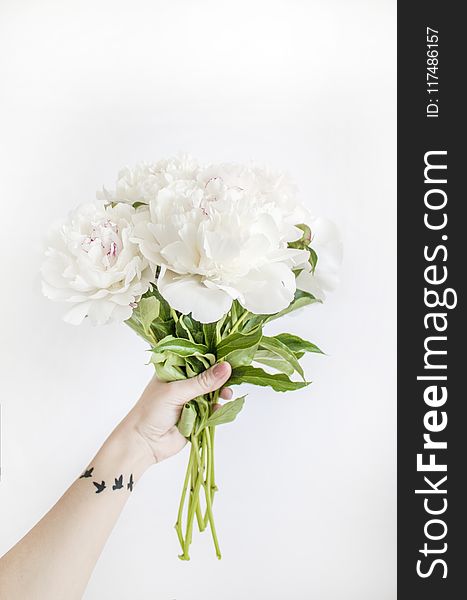 Person Holding White Peony Bouquet Closeup Photography