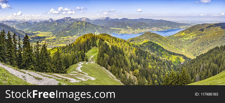 Aerial View Photography of Pine Trees