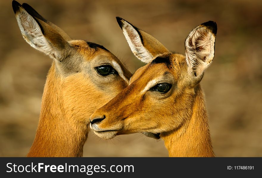 Photo of Two Brown Deers