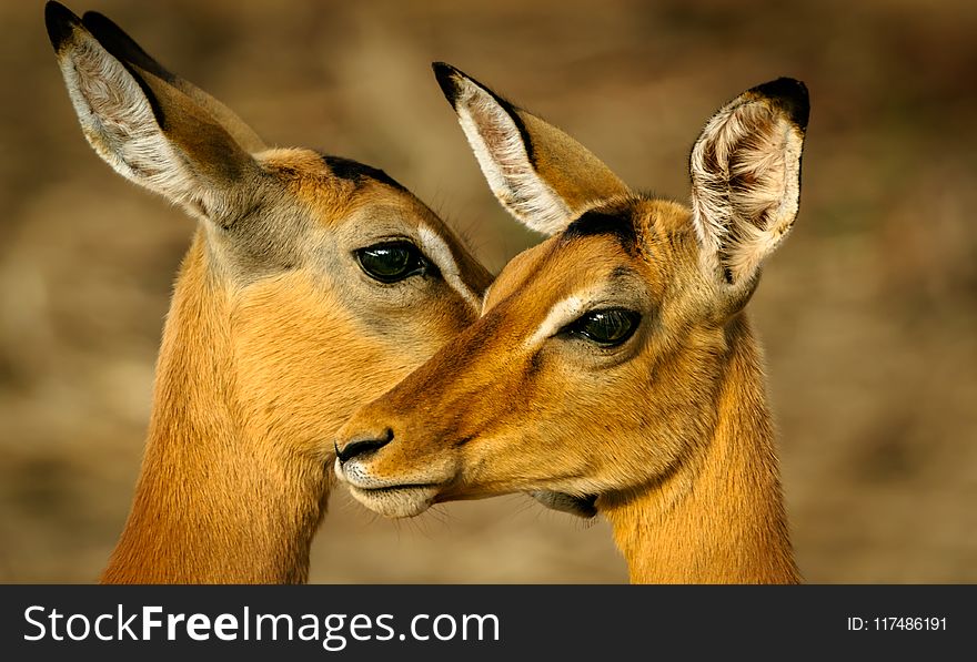 Photo Of Two Brown Deers