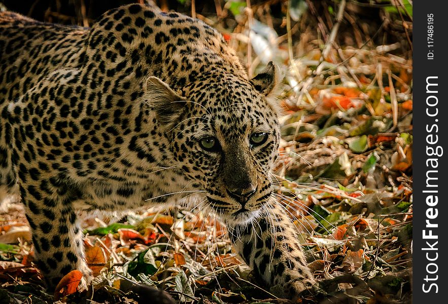 Shallow Focus Photograph Of Leopard