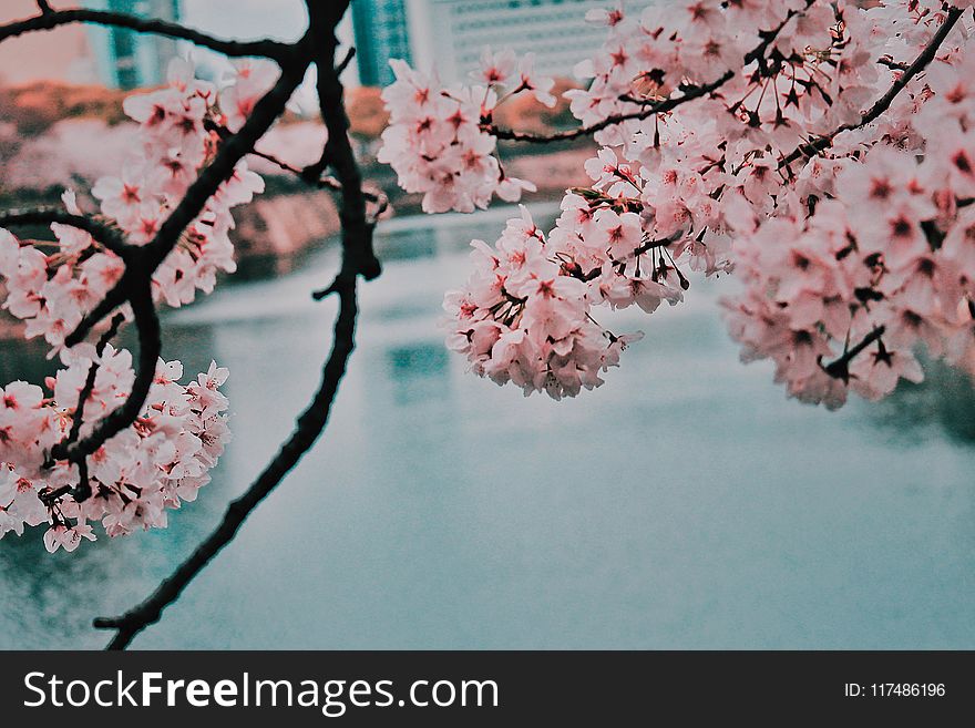 Cherry Blossom Beside Body Of Water