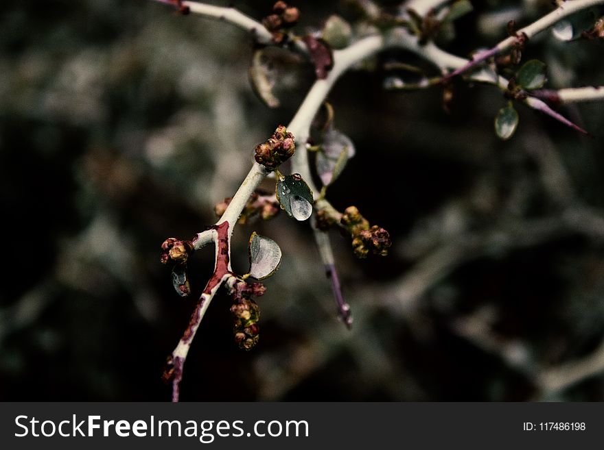 Focus Photo Of A Branch