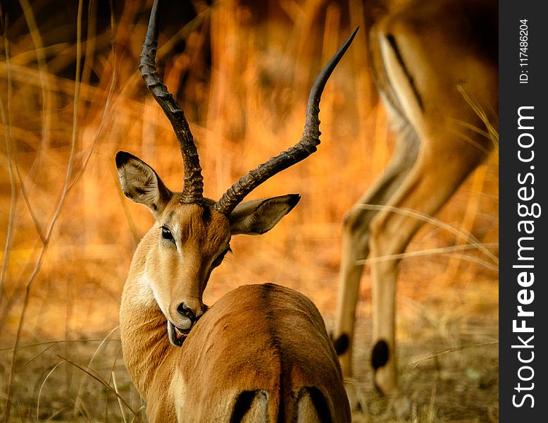 Selective Focus Photography Of Brown Gazelle