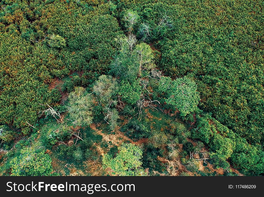 Aerial Photo Of Green Trees