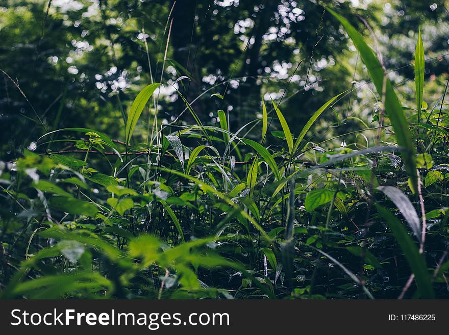 Selective Focus Photo of Green Grass Field Under Green Trees