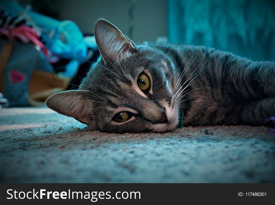 Close-up Of Grey Tabby Cat Lying On Grey Surface