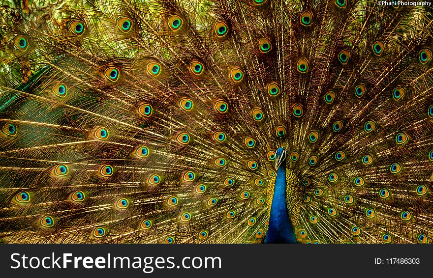Closeup Photo of Brown and Blue Peacock