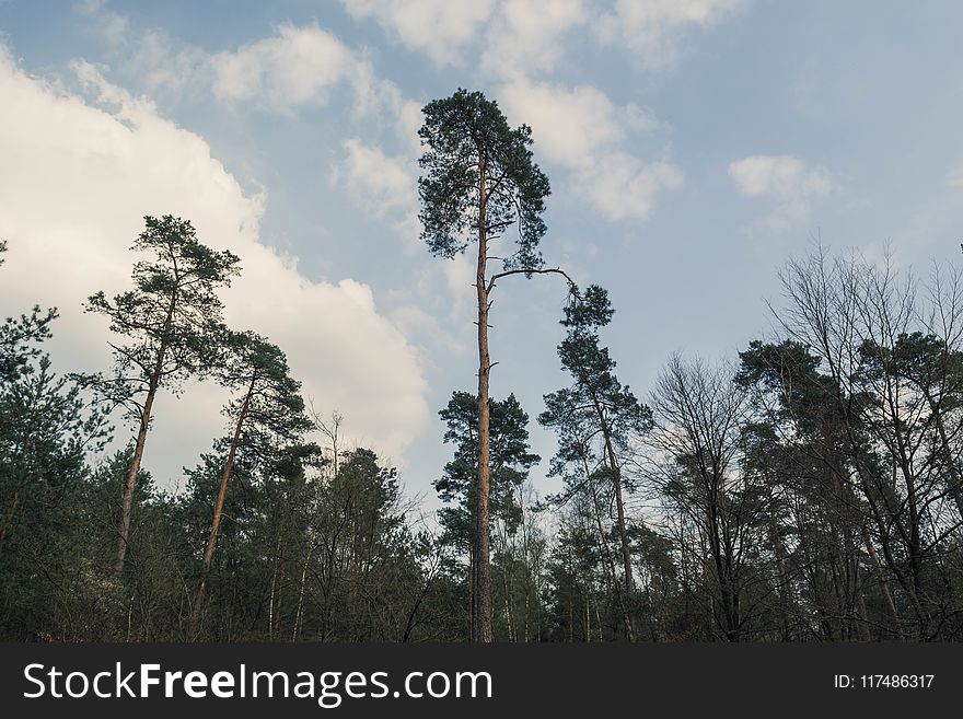 Photo Of Trees