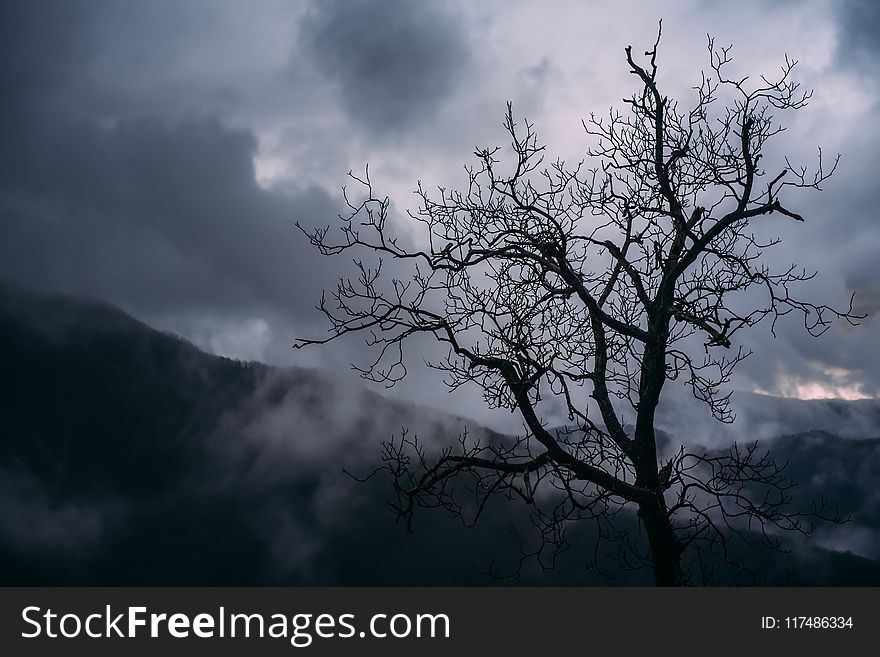Silhouette of Bare Tree Photography