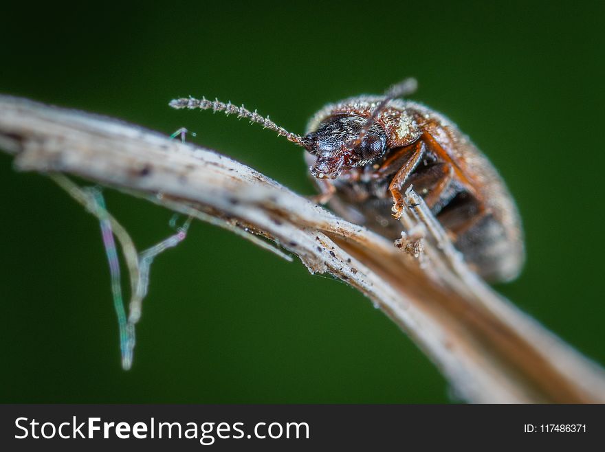 Brown Bug On Brown Plant