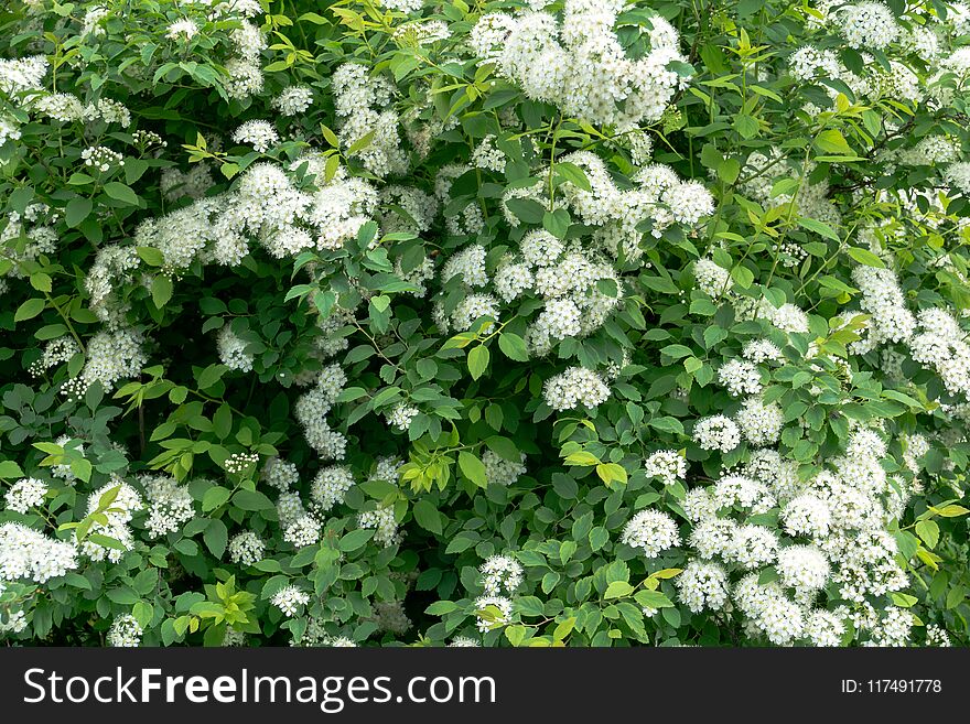 White blossom of spirea shrubs in spring season. White blossom of spirea shrubs in spring season.