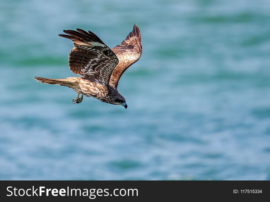 Black Kite Milvus Migrans In Flight