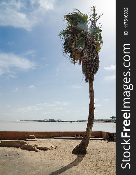 Single Windswept Palm Tree In Front Of Low Wall At The Sea In St Louis, Senegal, Africa