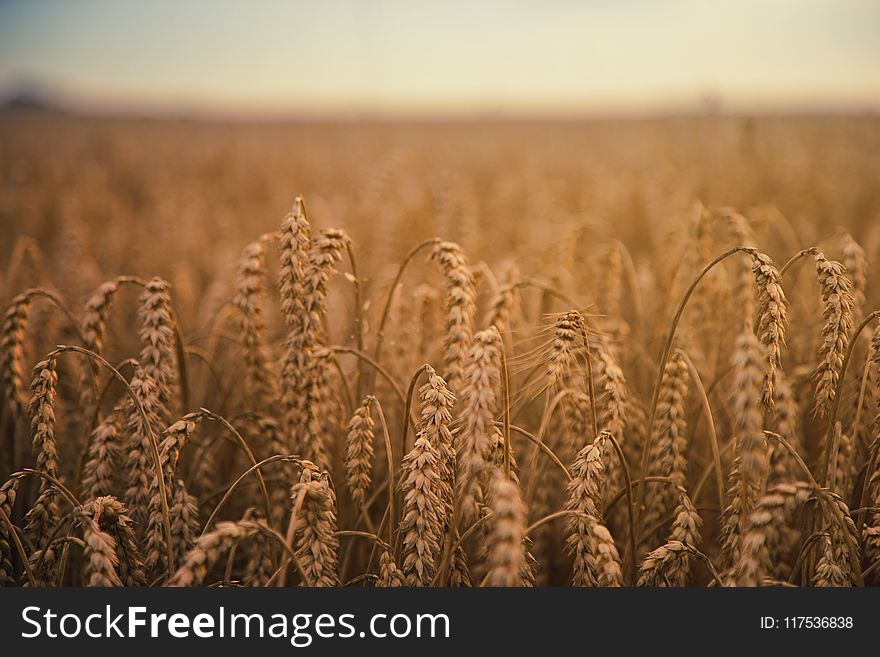 Wheat Grains Field
