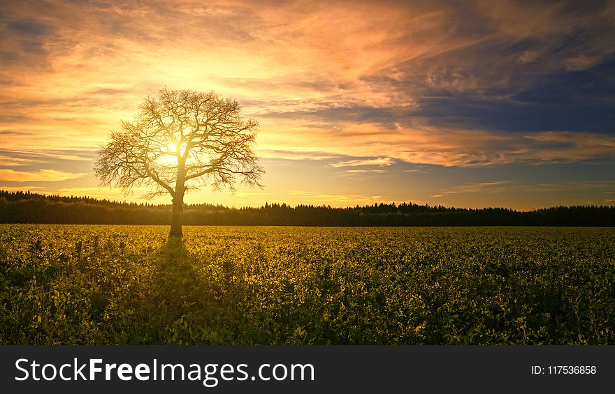 Silhouette Of Tree
