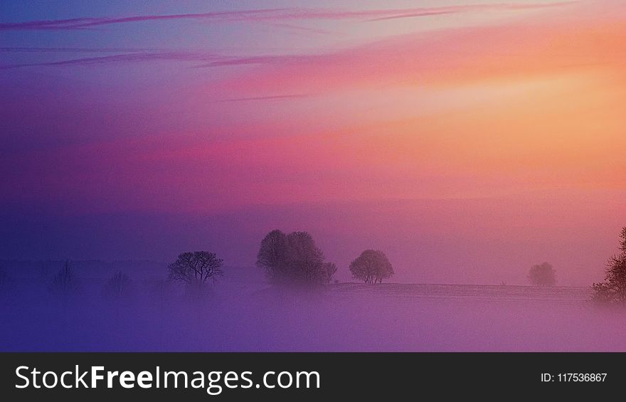 Trees Covered By Fog