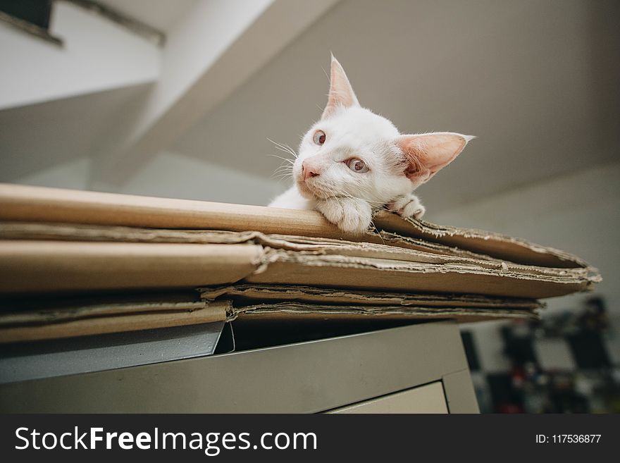 White Kitten on Brown Folded Cardboard Box