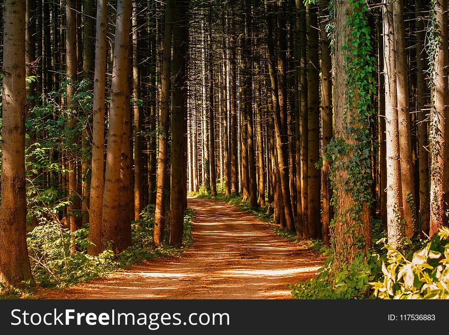 Pathway in Between Trees at Daytime