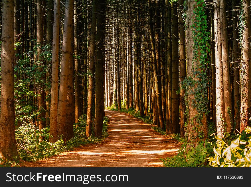 Pathway In Between Trees At Daytime