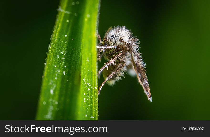 Beige Insect Perched On Green Leaf