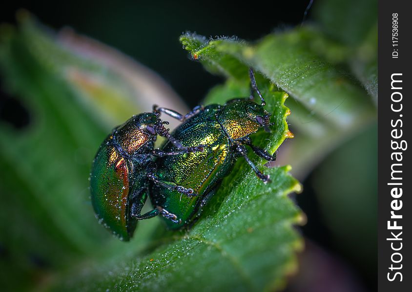 Two Green Beetles on Leaf