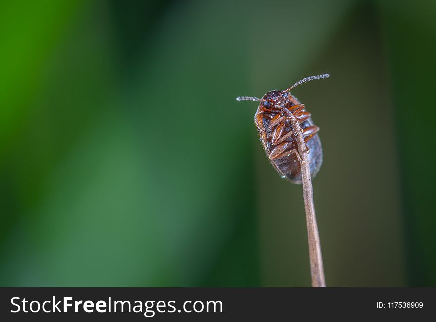 Macro Photo Of Brown Beetle On Brown Stem