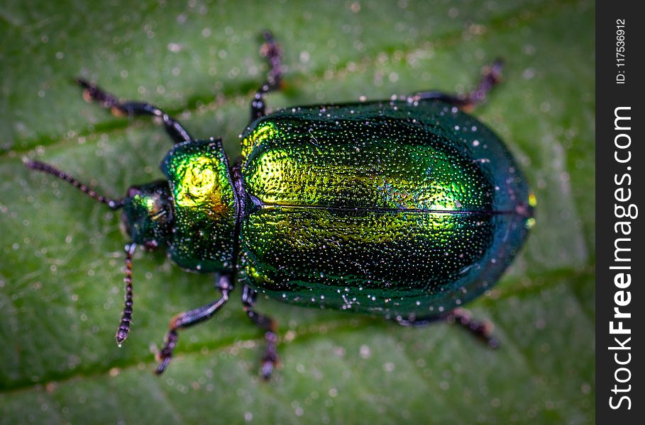 Macro Photography of Jewel Beetle on Green Leaf