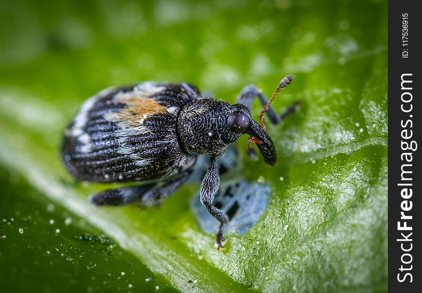 Macro Shot Photography of Black Insect on Top of Green Leaf