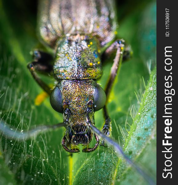 Macro Shot Photography Of Brown Beetle