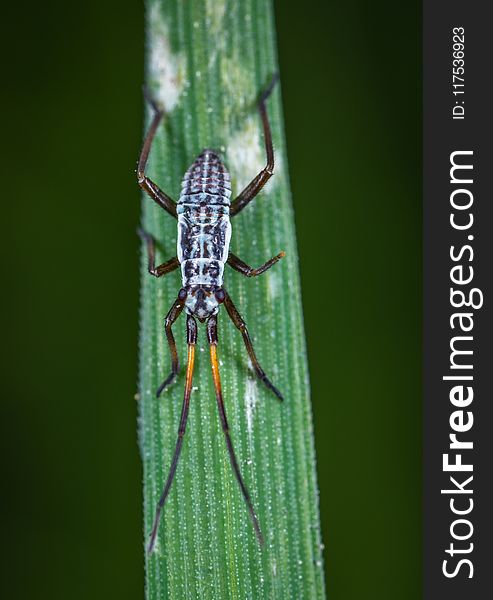 Macro Photo of White and Black Eastern Longhorn Beetle