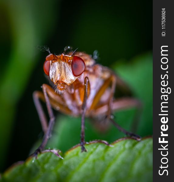 Macro Photography Of Brown Fly On Green Leaf