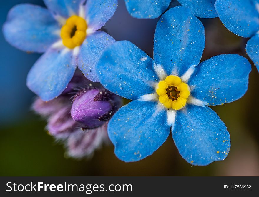 Selective Focus Photography of Blue and Yellow Flowers