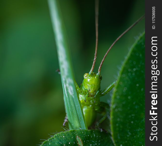 Closeup Photography of Green Grasshopper on Plant