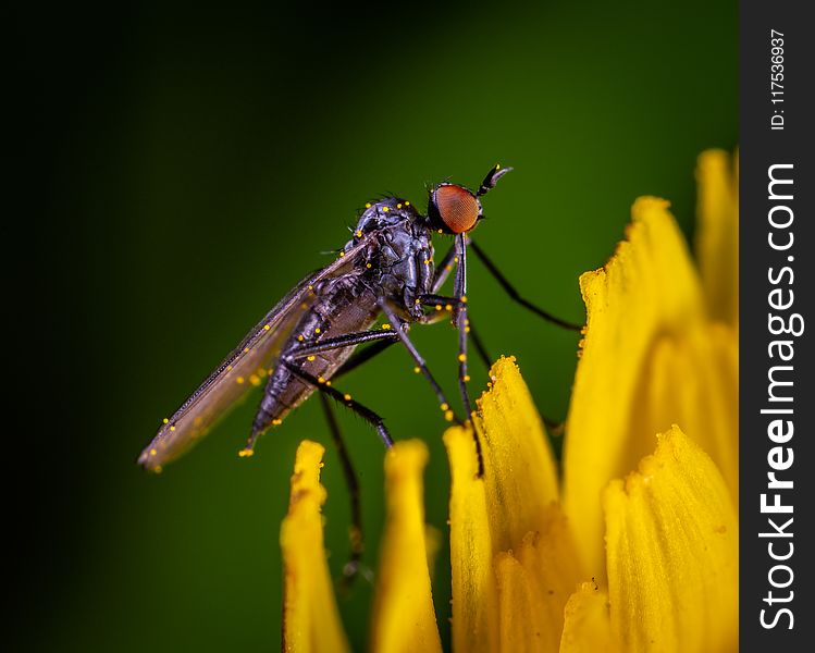 Macro Photo of Black and Red Robber Fly