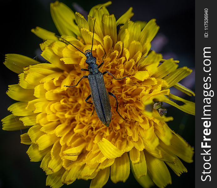 Macro Photo of Black Blister Beetle on Yellow Flower
