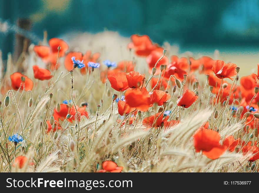 Orange Flower