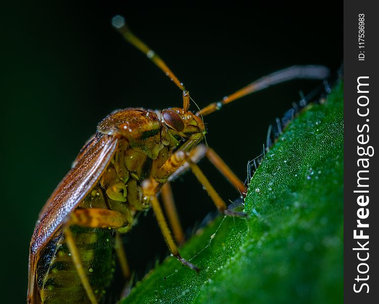 Macro Photography of Brown Beetle on Green Leaf