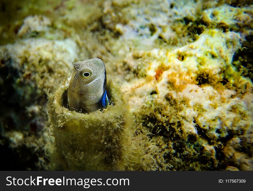 Coral fish of the Red Sea from the family Blennidae. Coral fish of the Red Sea from the family Blennidae