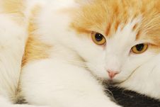Ginger Cat Portrait Stock Photos