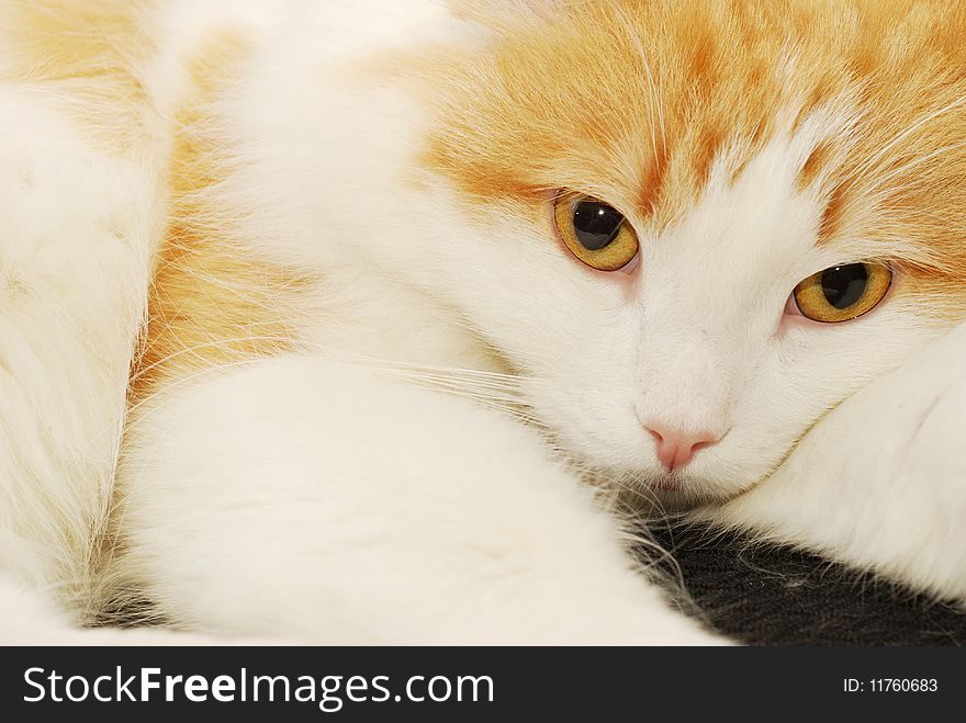 Ginger cat close-up, with rather pensive expression. Ginger cat close-up, with rather pensive expression