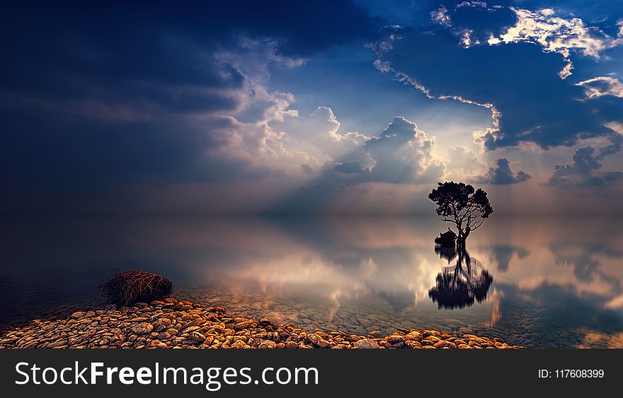 Reflecting Photo of Trees and Body of Water