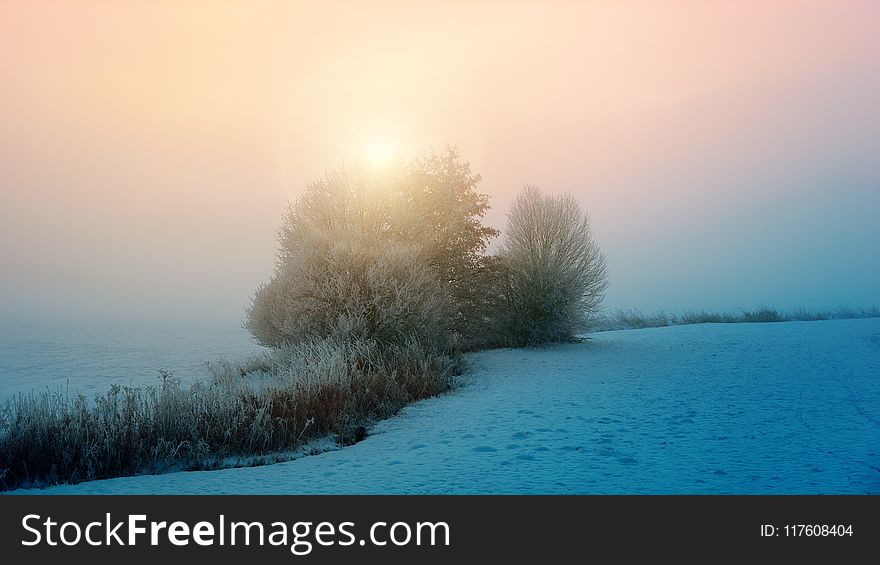 Photo of Snow Coated Trees and Grass Surrounded by Snow