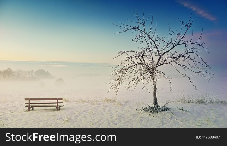 Photo of Withered Tree Near Bench on Snow