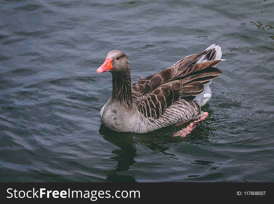 Gray and Black Duck
