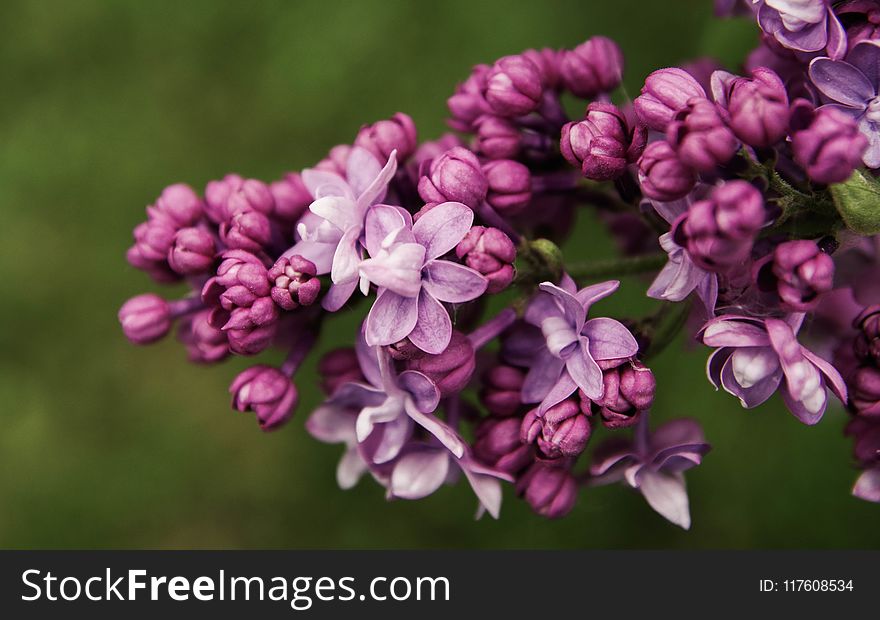 Close-up Photo of Purple Petal Flowers
