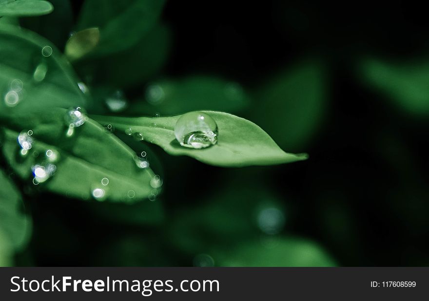 Macro Photography of Droplets on Leaves